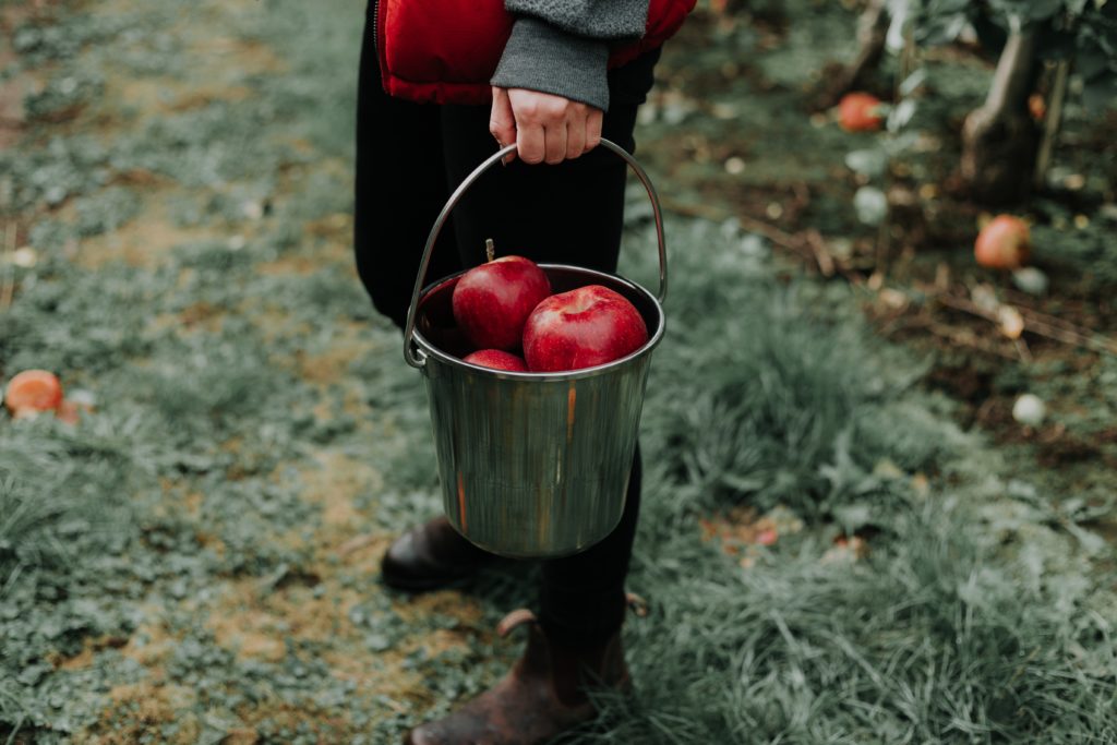 Eine Person, die die 4-Töpfe-Strategie anwendet, um Geld zu investieren, während sie einen Eimer Äpfel in einem Obstgarten hält.